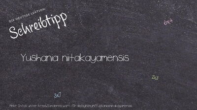 Schreibtipp Yushania niitakayamensis